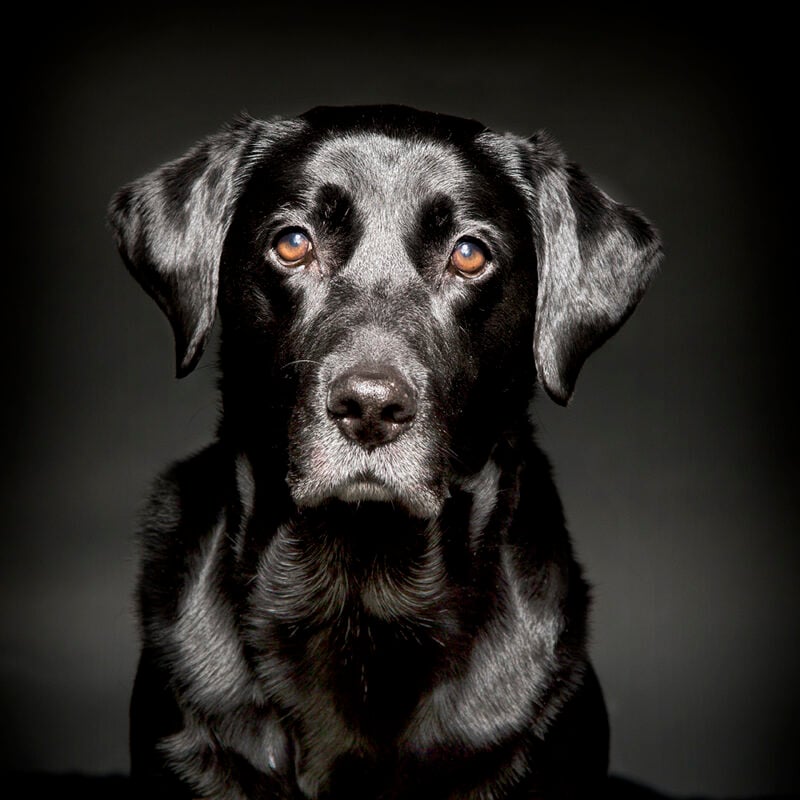 Family & Pet Photographer Lutterworth Leicestershire