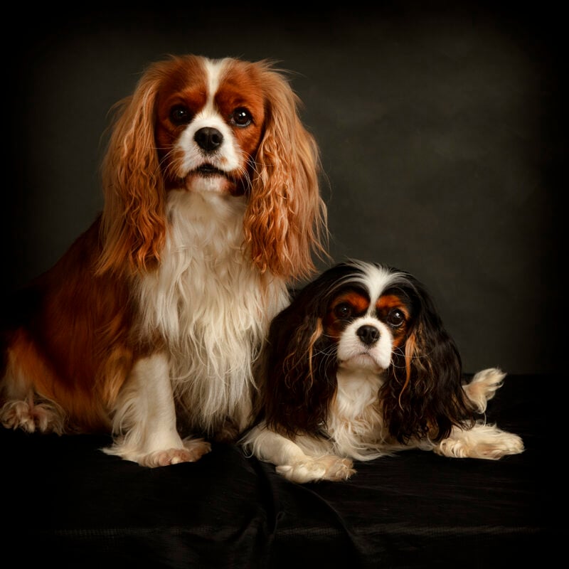 Family & Pet Photographer Lutterworth Leicestershire