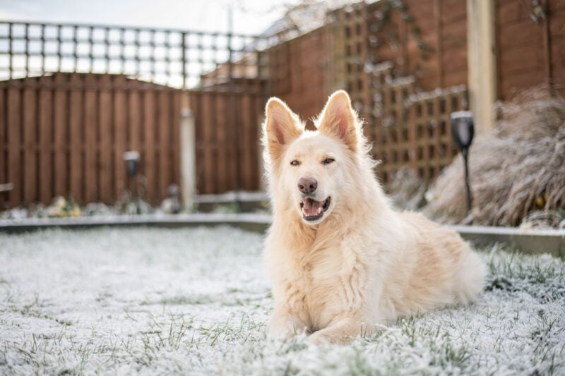 Family & Pet Photographer Leeds West Yorkshire