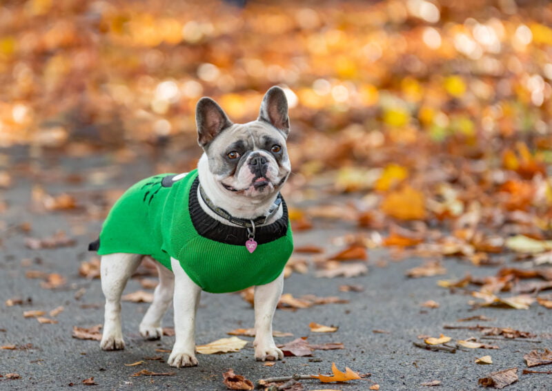 Family & Pet Photographer Leeds West Yorkshire