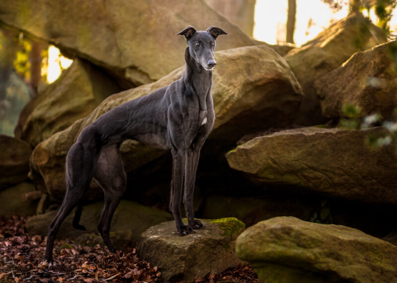 Family & Pet Photographer Leeds West Yorkshire